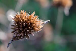 Dried elephantopus scaber flowers are brown in color photo