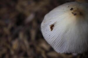 close up of white umbrella mushroom photo