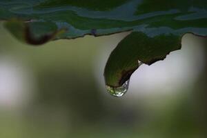 dew on the tips of the leaves almost dripping photo