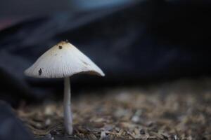 close up of white umbrella mushroom photo