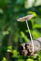 tree trunk covered in mushrooms photo