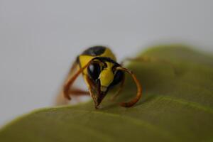 close up photo of a black yellow wasp