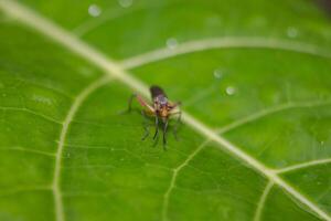 close up photo of a fruit fly on a leaf