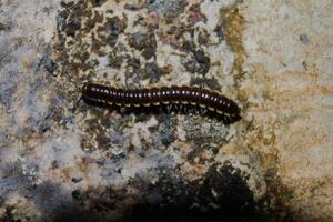 millipedes on a mossy wall photo