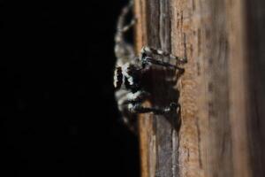 close up of small spider photo
