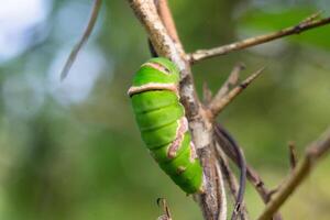 cocoon is the metamorphosis of a caterpillar before becoming a butterfly photo