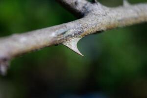 dry thorns of rose tree, sharp photo