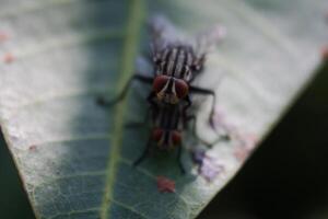 macro photography of flies on leaves photo