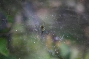 small spider in a trap net photo