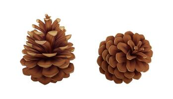Dry pine-cones from coniferous tree realistic icons set. Fir tree cones with seeds and open scales 3d objects illustrations on white vector