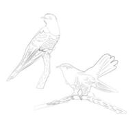 contour image of two cuckoos sitting on branches in different poses vector