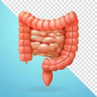 Intestine, 3d elements vector
