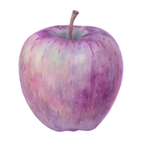 An apple is shown in a watercolor painting png