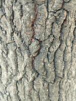 texture bark of a tree photo