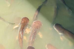 Tranquil Scene of Striped Catfish Schooling Together, Creating Artful Waves in the Pond photo