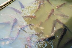 Tranquil Scene of Striped Catfish Schooling Together, Creating Artful Waves in the Pond photo