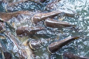 Tranquil Scene of Striped Catfish Schooling Together, Creating Artful Waves in the Pond photo