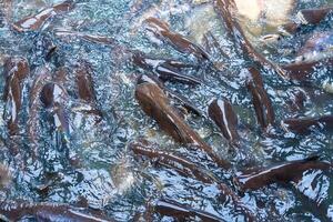 Tranquil Scene of Striped Catfish Schooling Together, Creating Artful Waves in the Pond photo