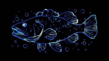 Neon frame effect, Grouper grouper fish with a rounded body and a happy expression on black background video