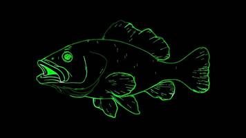 Neon frame effect, Grouper grouper fish with a rounded body and a happy expression on black background video