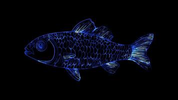 Neon frame effect, Sardine small sardine with a cheerful face and lots of scales to color on black background video