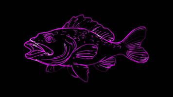 Neon frame effect, Grouper grouper fish with a rounded body and a happy expression on black background video