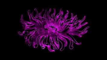 Neon frame effect, Anemone colorful sea anemone with waving tentacles and a smiling face on black background video