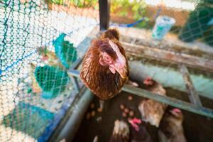 Curious Hen in a Cage. photo