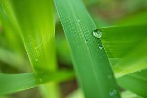 Raindrops on Lush Green Leaf photo