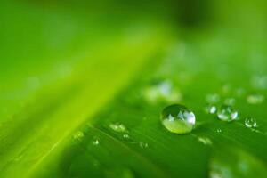 Raindrops on Lush Green Leaf photo