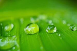Raindrops on Lush Green Leaf photo