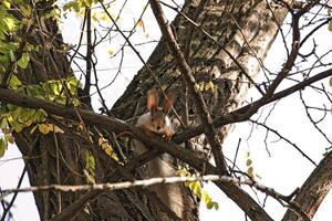 A cute squirrel in gray fur with red ears climbs a tree in the forest in winter. photo