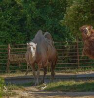 Shedding of a two-humped camel. Zoo in Bojnice, Slovakia. photo