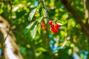 Ripe red cherries on a tree branch. Harvest time. photo