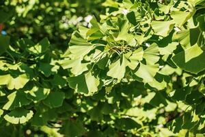 Fresh bright green leaves of ginkgo biloba. Natural foliage texture background. Branches of a ginkgo tree in Nitra in Slovakia. photo