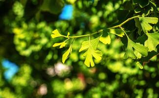 Fresh bright green leaves of ginkgo biloba. Natural foliage texture background. Branches of a ginkgo tree in Nitra in Slovakia. photo