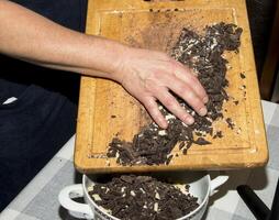 The hands of the cook pour the crushed cocoa butter and grated cocoa into a container for making chocolate. photo