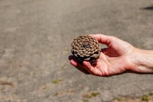 Pine cone in hand with nature background. Esoteric natural flower of life. The concept of travel and unity with nature. photo