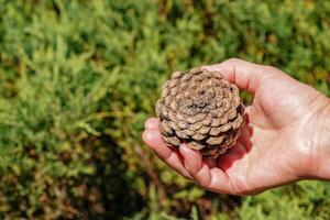 Pine cone in hand with nature background. Esoteric natural flower of life. The concept of travel and unity with nature. photo