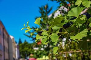 Fresh bright green leaves of ginkgo biloba. Natural foliage texture background. Branches of a ginkgo tree in Nitra in Slovakia. photo