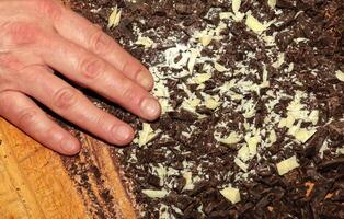The hands of the cook pour the crushed cocoa butter and grated cocoa into a container for making chocolate. photo
