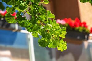 Fresh bright green leaves of ginkgo biloba. Natural foliage texture background. Branches of a ginkgo tree in Nitra in Slovakia. photo