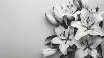 Black and white close up of lily flowers over light grey background with copy space for text. Funeral invitation template for mourning design. photo