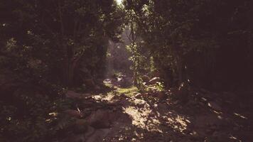 Sunlight filters through trees in a tranquil Pakistani forest video