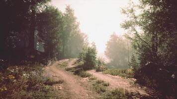 Sunlit forest path winding through greenery during early morning hours video