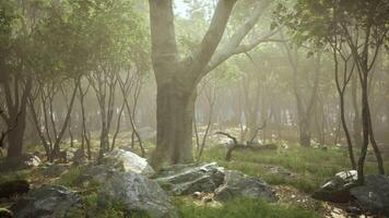 Serene forest landscape with large trees, rocks, and mist in the early morning video