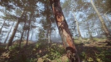Sunlight filters through the trees in a serene forest landscape at dawn video