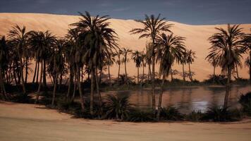 Oasis surrounded by palm trees in a vast desert landscape in midday light video