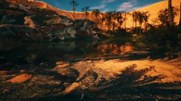 Lush palms reflect on calm water at sunset in a serene desert oasis setting video