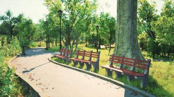 A peaceful park path lined with benches surrounded by lush greenery video